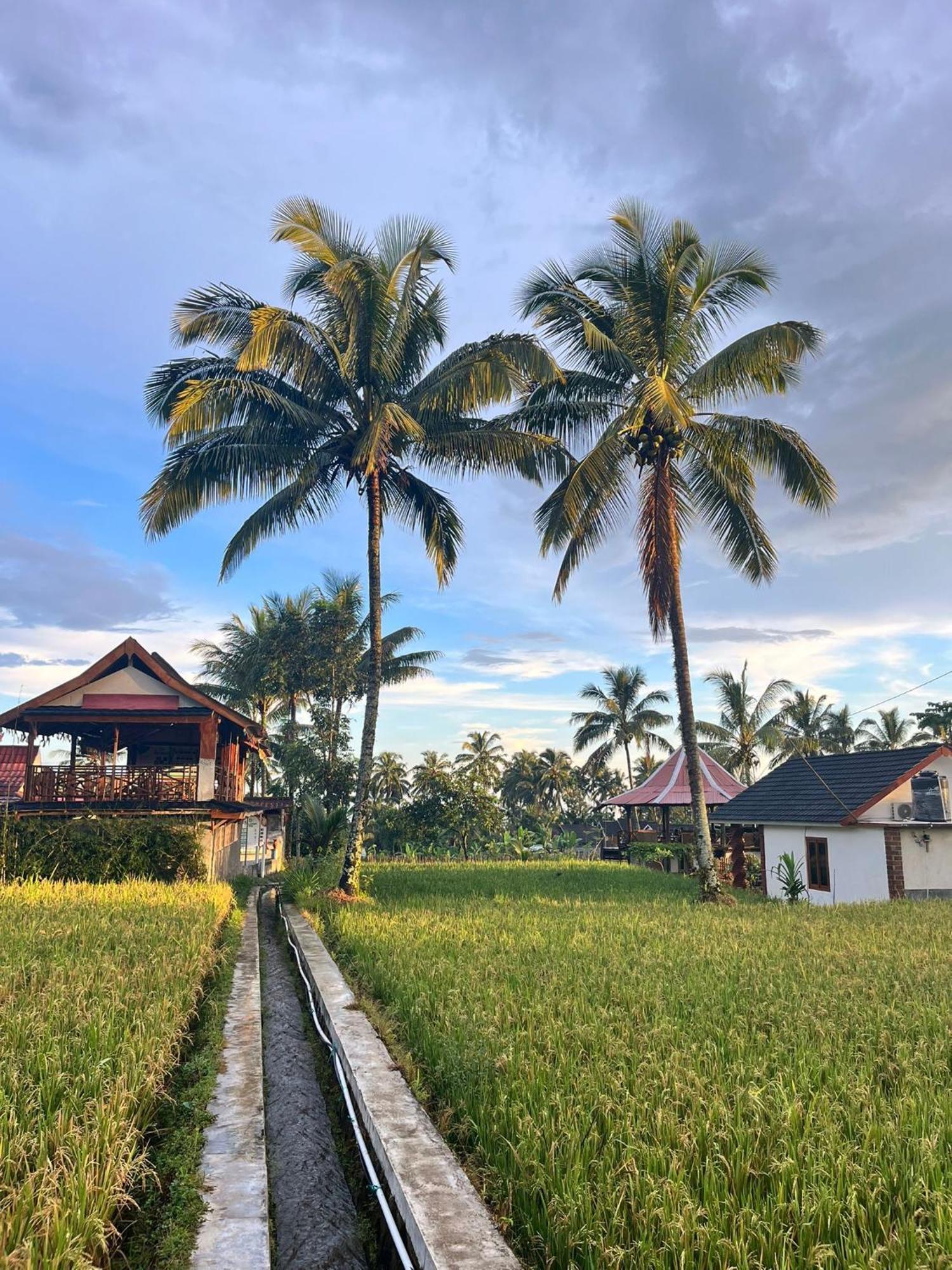 Rice Field Inn - Lombok Tetebatu Dış mekan fotoğraf